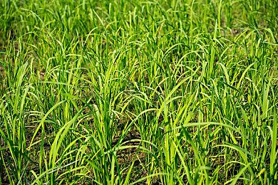 甄子丹谈《热血无赖》电影版：最快于2023年开拍