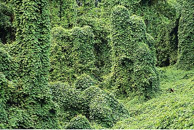 实体版《魂斗罗：加鲁加行动》现已接受预定